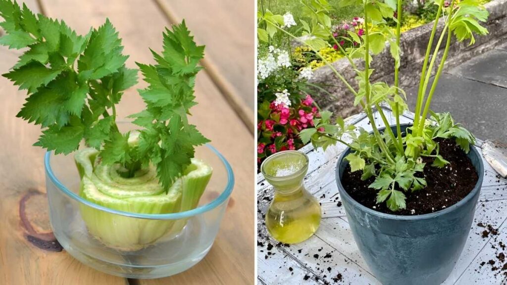 How to Grow Celery