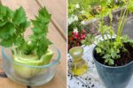 How to Grow Celery