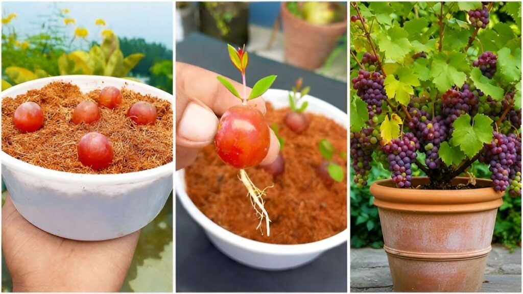 How to Grow Juicy Grapes