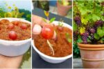 How to Grow Juicy Grapes