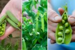 How to Keep Your Pea Plants