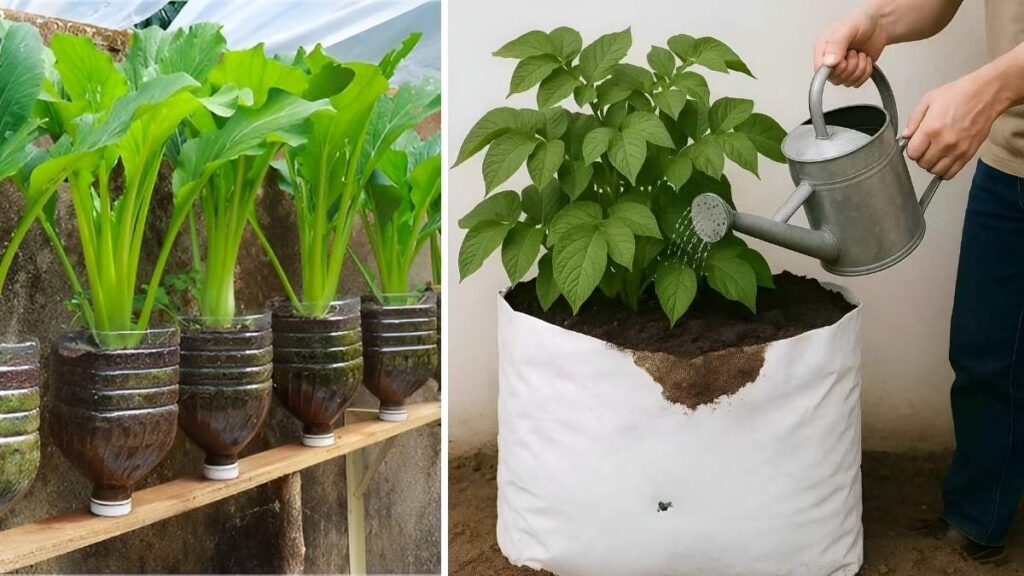 How to Plant Bitter Mustard