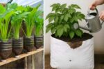 How to Plant Bitter Mustard