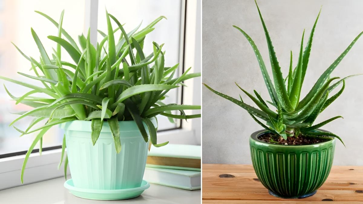 How to Plant and Care for Aloe Vera