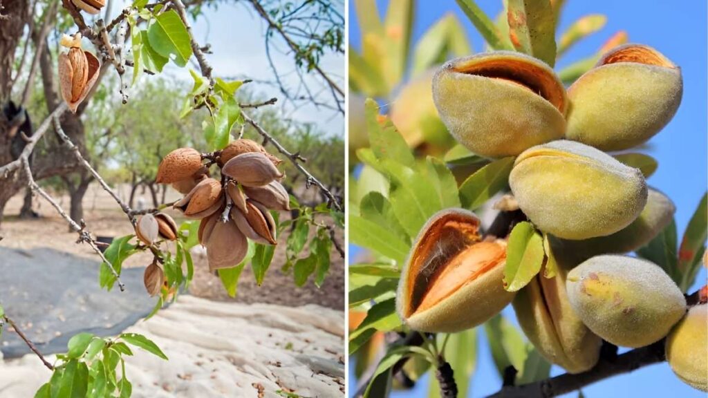 The Ultimate Guide to Growing Almond