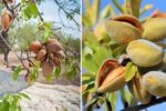 The Ultimate Guide to Growing Almond